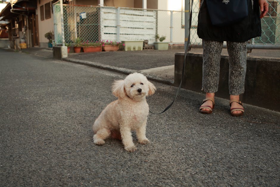 Professional dog walker team