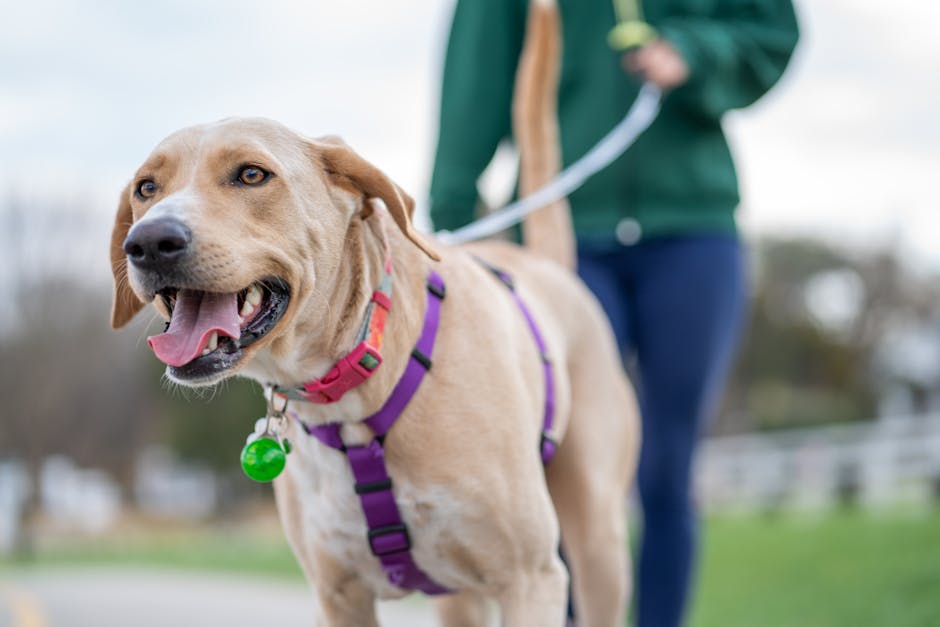 Professional dog walking service - happy dogs enjoying outdoor time with experienced walkers